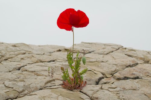 Foto von Levi Meir Clancy auf Unsplash