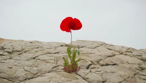 Foto von Levi Meir Clancy auf Unsplash