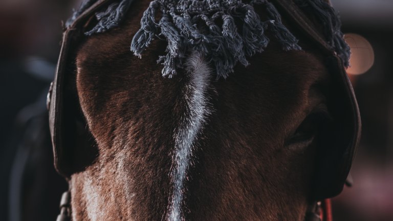 Cheval avec des œillères