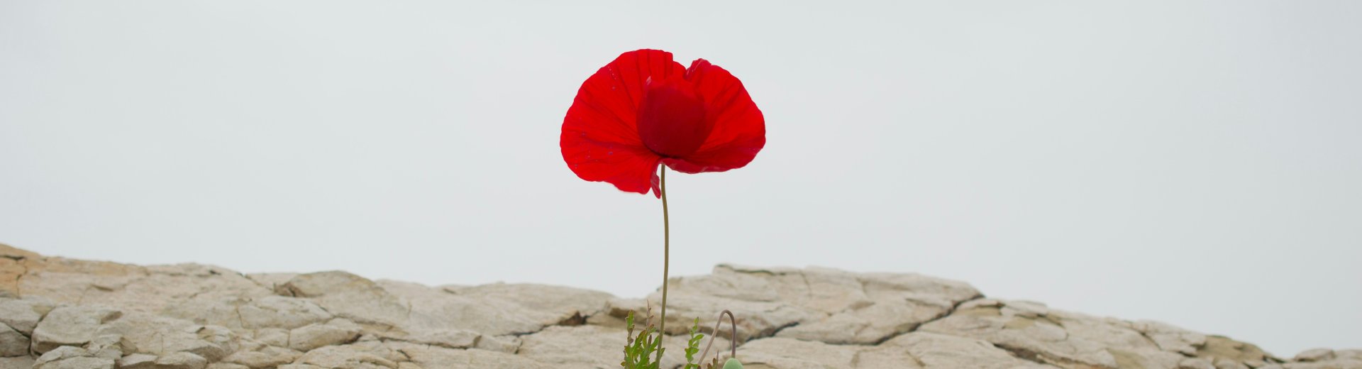 Foto von Levi Meir Clancy auf Unsplash