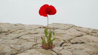 Foto von Levi Meir Clancy auf Unsplash